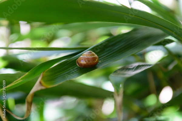 Fototapeta Snail