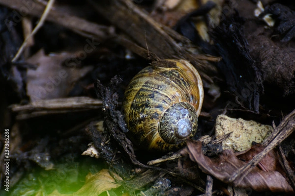 Fototapeta Snail