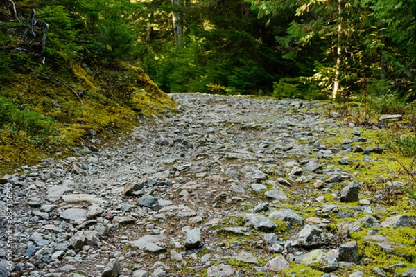 Fototapeta Forest Road