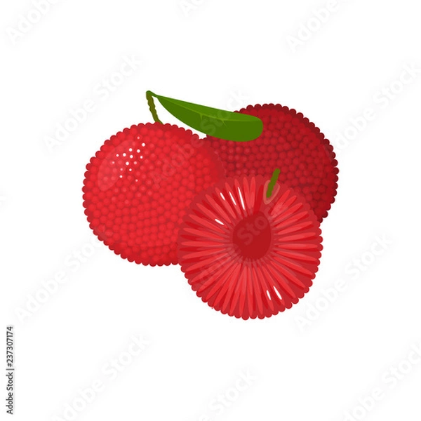Obraz Cartoon fresh yumberry fruit isolated on white