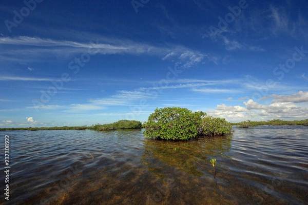 Fototapeta Mangrove trees under a dramatic cloudscape in the shallows of Barnes Sound, Florida.