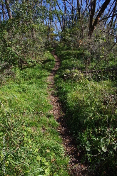 Fototapeta 森の中のトレイル