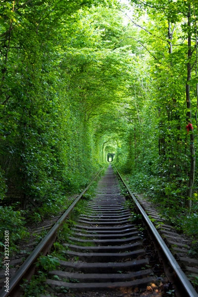 Obraz railway in the forest