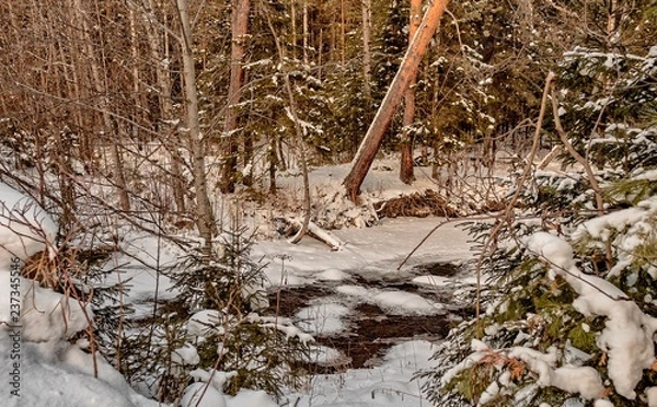 Obraz tree in the forest
