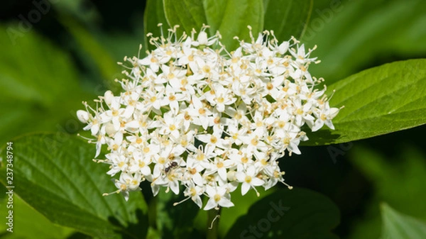 Fototapeta Blooming Siberian dogwood, Cornus alba, flowers cluster with bokeh background, macro, selective focus, shallow DOF