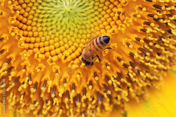 Fototapeta the closeup of a bee in the sunflower nectar collected