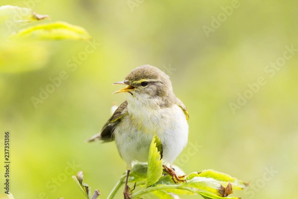 Fototapeta A willow warbler (Phylloscopus trochilus) showing its territory by singing loud on a branch. In a bright green background with leafs and branches.