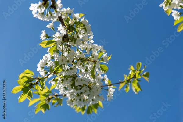 Fototapeta Cherry blossoms in spring.