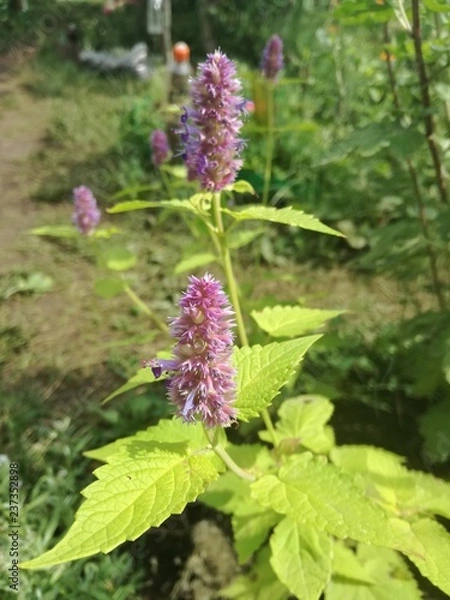 Fototapeta mint caramel