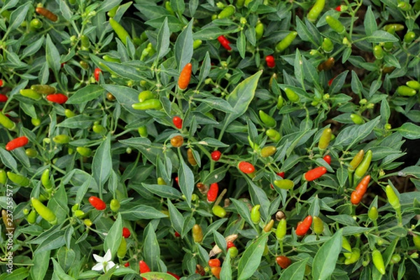 Fototapeta Chilli Pepper tree at garden
