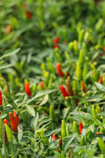 Fototapeta Chilli Pepper tree at garden