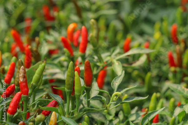 Fototapeta Chilli Pepper tree at garden