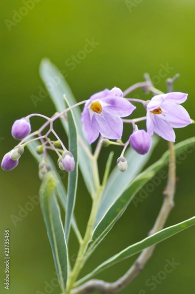 Obraz ルリヤナギの花