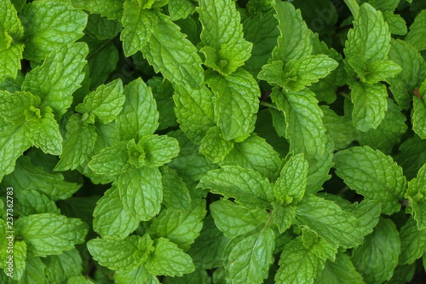 Obraz Kitchen Mint in farm
