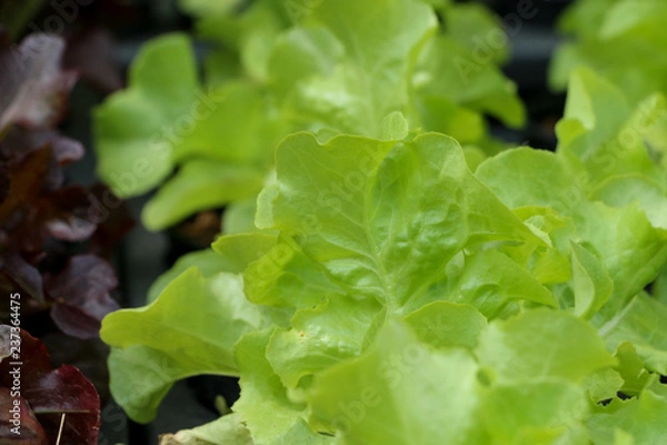 Obraz Lettuce in farm