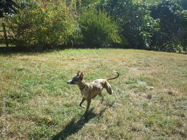 Obraz Whippet en alerte