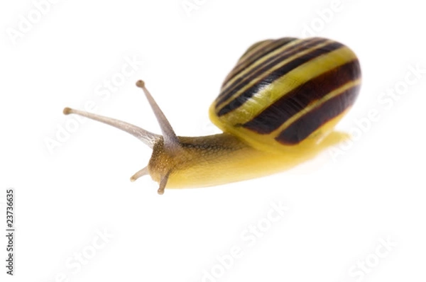 Obraz snail