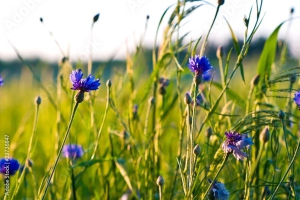 Fototapeta wild plant