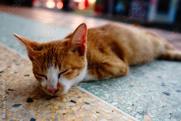 Fototapeta A cat with orange feathers sleeps in one of Thailand's temples.