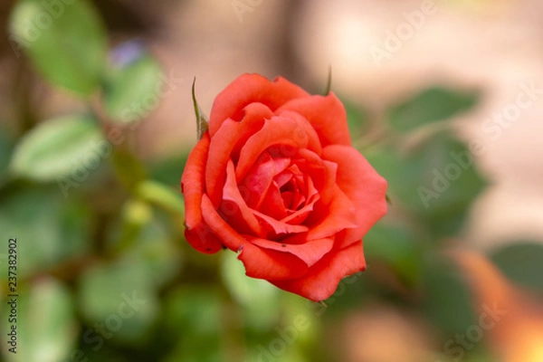 Obraz Flores da primavera