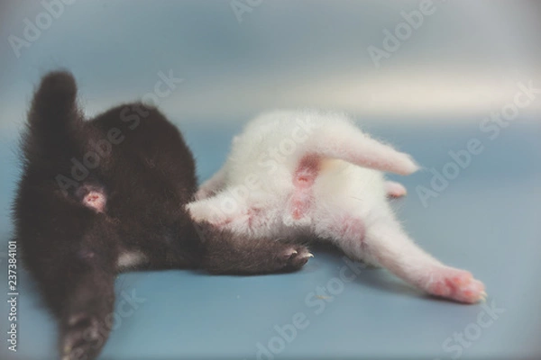 Fototapeta little white and black kitty rear view paws and tail, anus