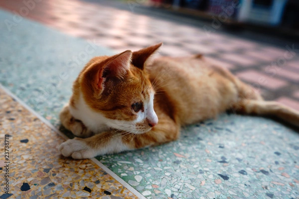 Fototapeta A cat with orange feathers sleeps in one of Thailand's temples.