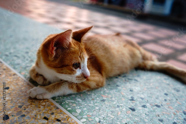 Fototapeta A cat with orange feathers sleeps in one of Thailand's temples.