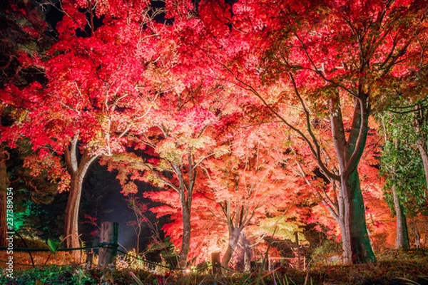 Fototapeta ライトアップ