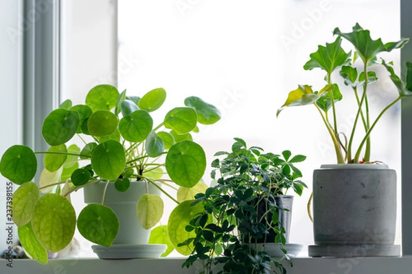 Fototapeta Window Side