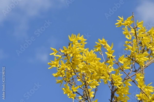 Fototapeta レンギョウの花