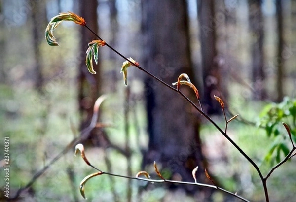 Fototapeta new buds in spring