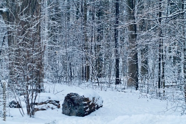 Fototapeta first snow