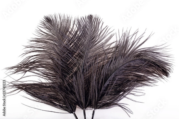 Obraz feathers