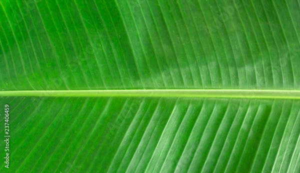 Obraz closeup texture of green banana leaf
