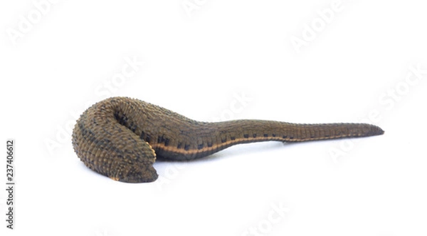 Obraz Leech isolated on white background.