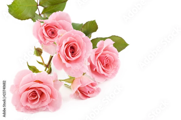 Fototapeta Pink Roses White Background