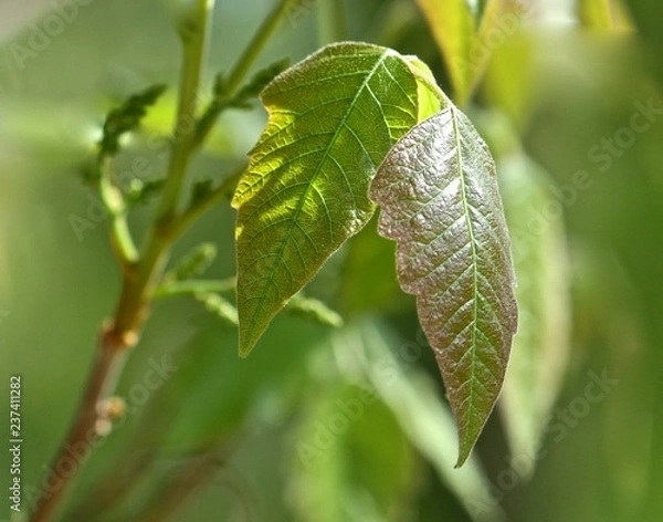 Fototapeta Leaves 
