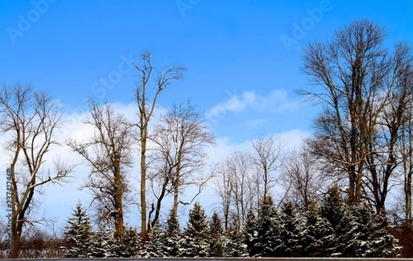 Fototapeta first snow 2