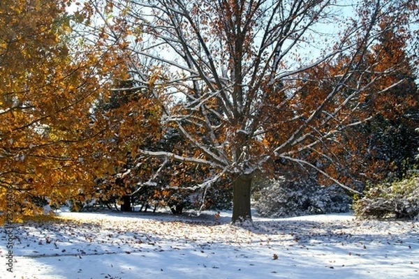 Fototapeta Fall Snow