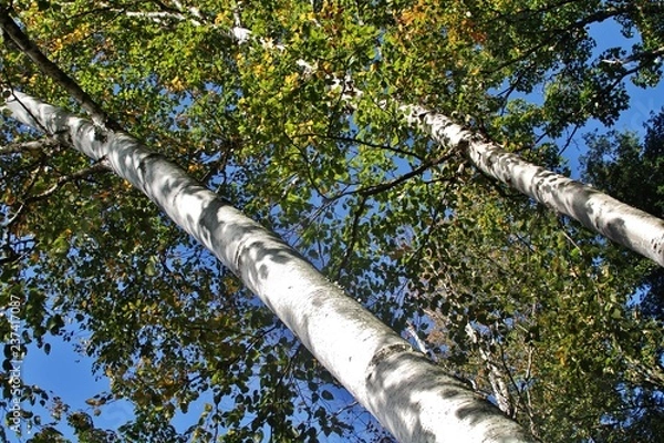 Fototapeta Birch Trees