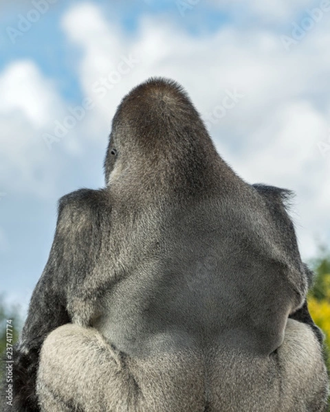 Obraz Silverback Gorilla sitting with its back to the camera, blue sky and cloud background