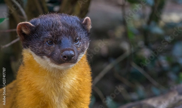 Obraz Close up of a Yellow Throated Marten, carnivores mammal of the weasel family, Martes Flavigula