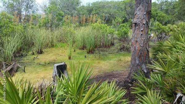 Fototapeta Florida Marsh