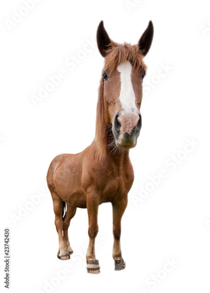 Obraz funny horse isolated on white