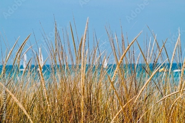 Obraz grass by the beach