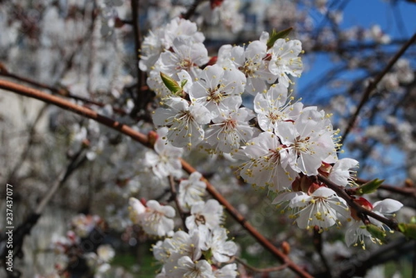 Obraz cherry tree blossom