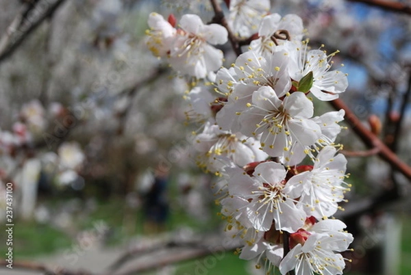 Obraz flowers in spring