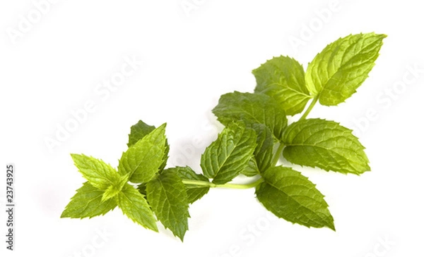 Fototapeta Pfefferminzpflanze