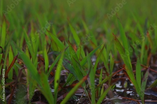Obraz grass on green background