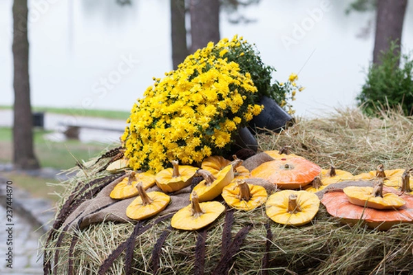 Obraz pumpkins and yellow flowers on straw